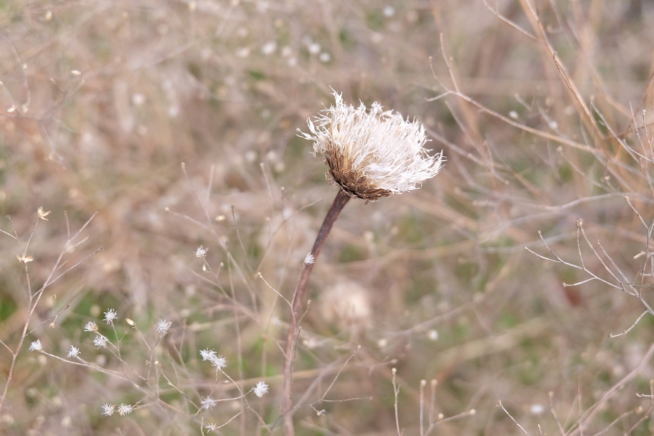 Gėlė, Wildflower, Gamta, Pavasaris, Augalas, Žiedlapis, Spalva, Žiedas, Saulės Šviesa, Kaimas