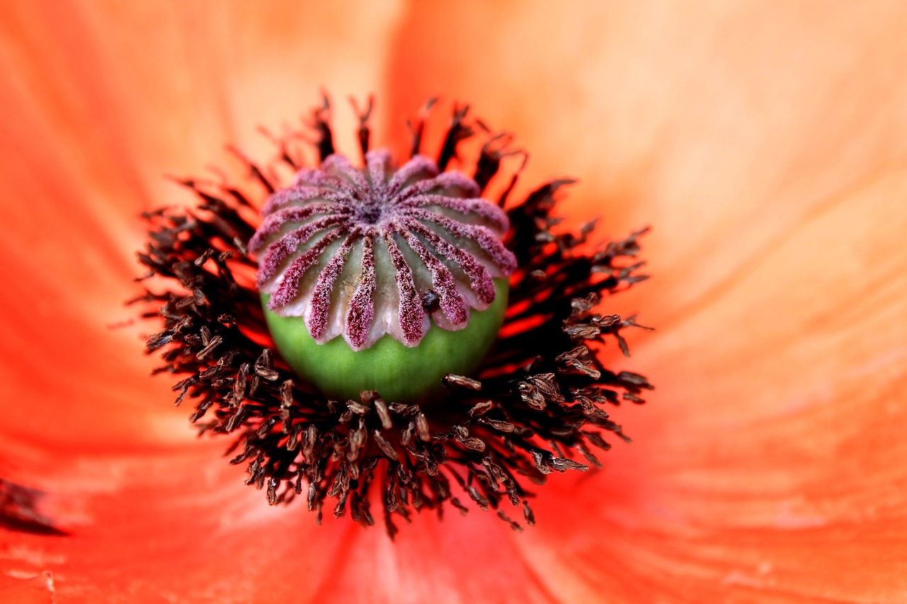 Gėlė, Makro, Oranžinė, Aguona, Nemokamos Nuotraukos,  Nemokama Licenzija