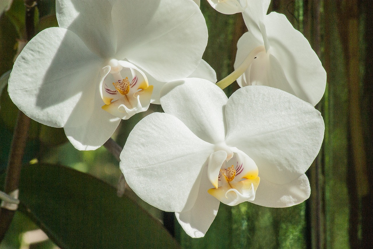 Gėlė, Orchidėja, Balta Gėlė, Phanelopsis, Nemokamos Nuotraukos,  Nemokama Licenzija