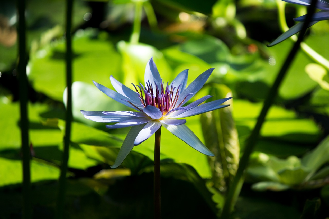 Gėlė, Zen, Ramus, Lotosas, Lotuso Gėlė, Masažo Spa, Japanese, Balansas, Meditacinė Prigimtis, Meditacija