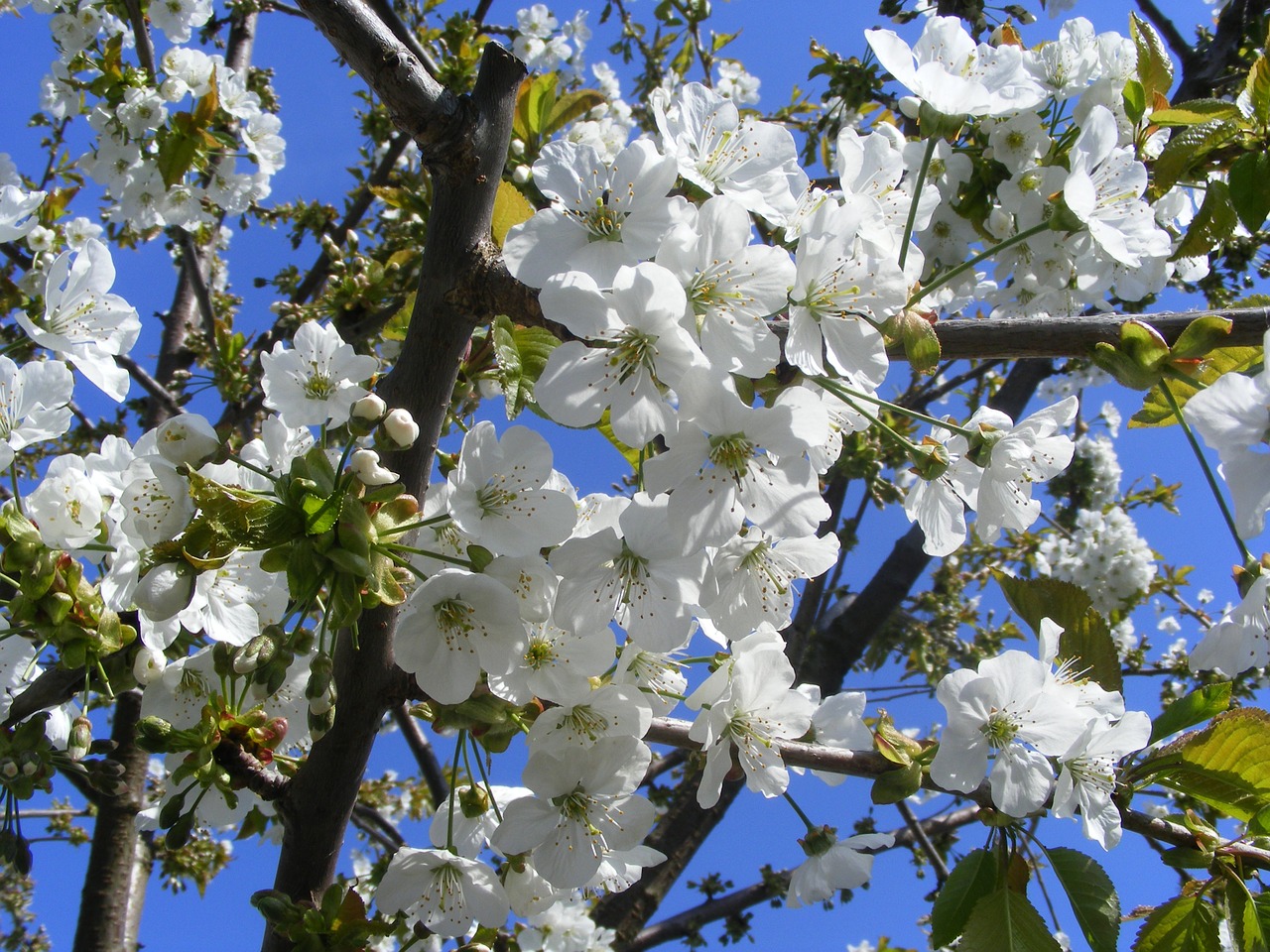 Gėlė, Gamta, Augalas, Balta, Žiedas, Žiedlapiai, Flora, Gražus, Žydi, Fleur