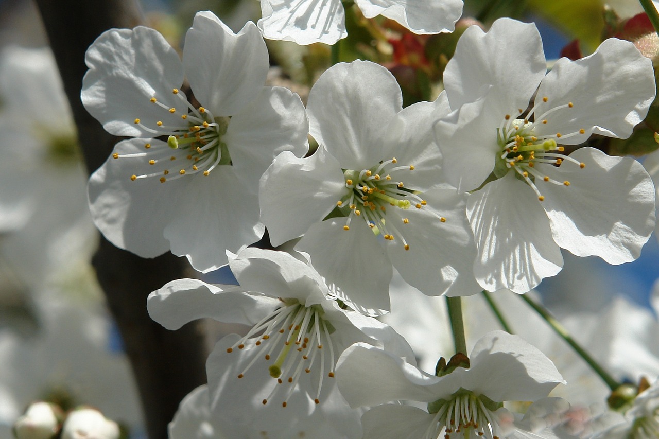 Gėlė, Gamta, Augalas, Balta, Žiedas, Žiedlapiai, Flora, Gražus, Žydi, Fleur