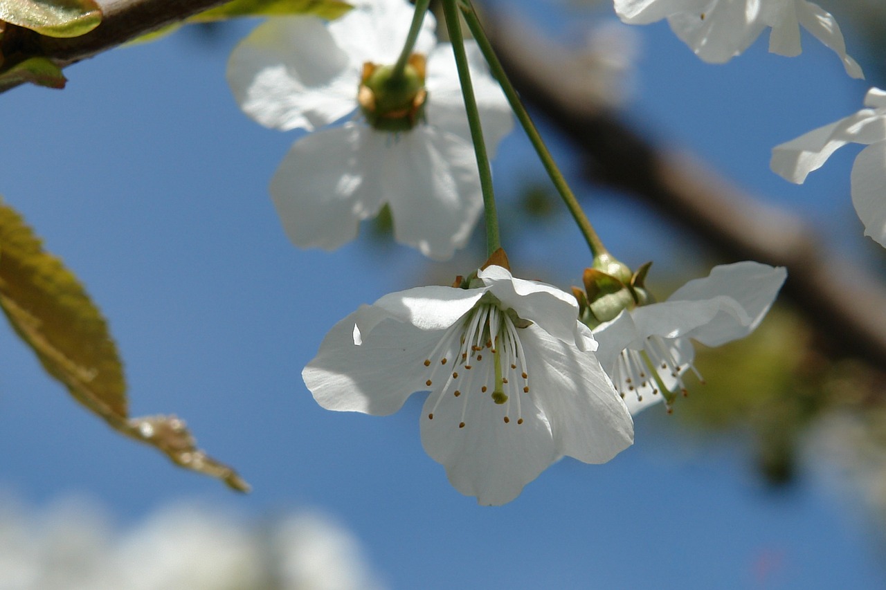 Gėlė, Gamta, Augalas, Balta, Žiedas, Žiedlapiai, Flora, Gražus, Žydi, Fleur