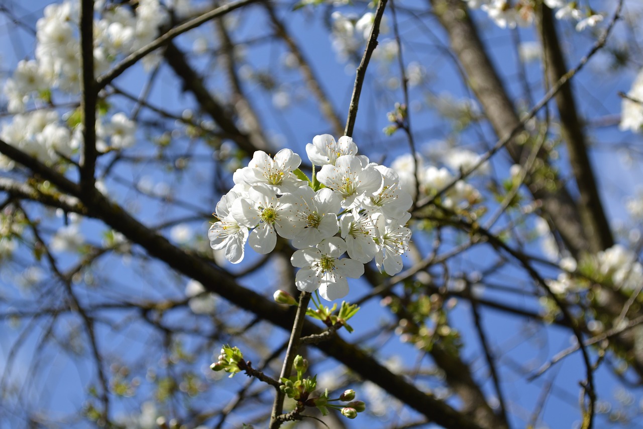 Gėlė, Gėlės, Balta Gėlė, Balta Fiorii, Vyšnia, Žydėti, Pavasaris, Flora, Pavasario Gėlės, Bianca