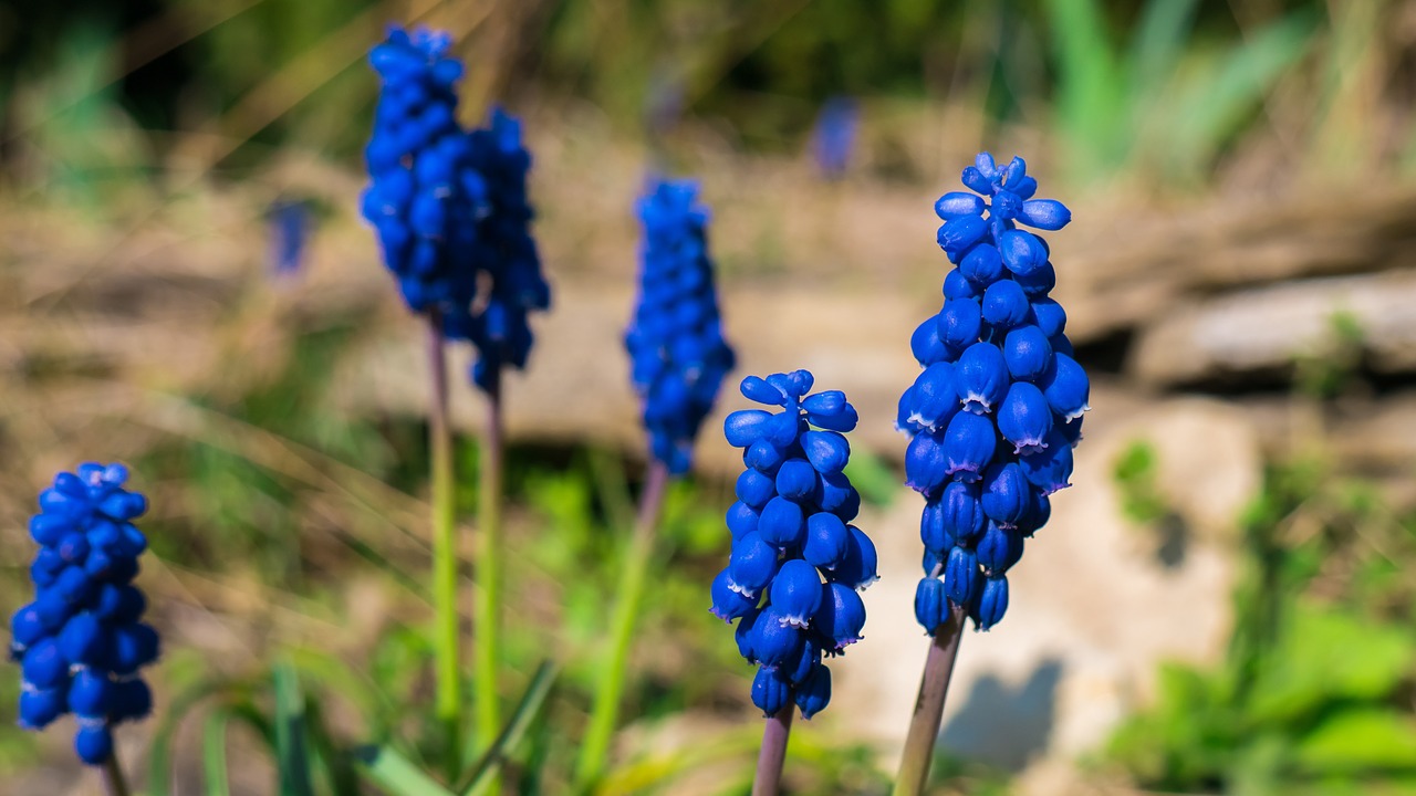 Muscari, Gėlė, Mėlynas, Pavasaris, Makro, Žiedas, Žydėti, Uždaryti, Gamta, Antgalis