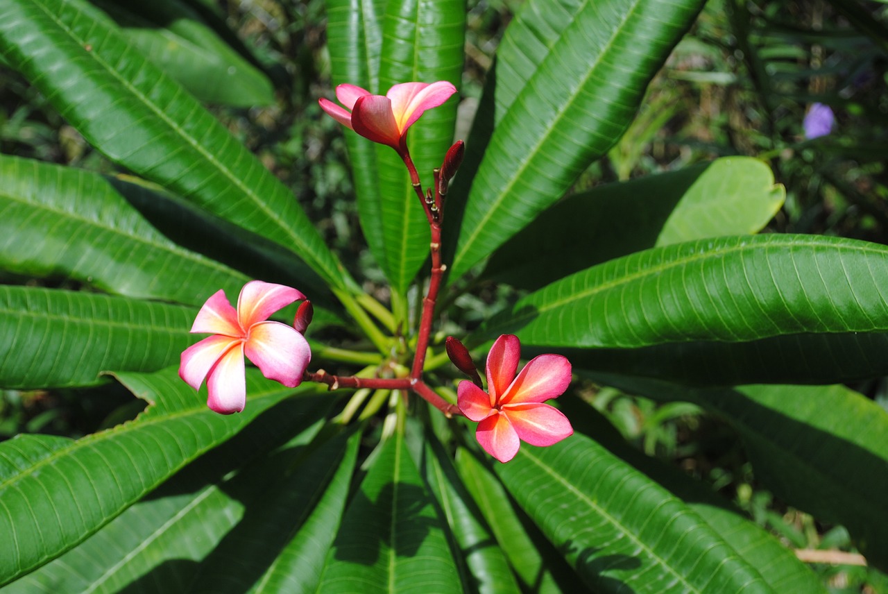 Gėlė, Plumeria, Frangipani, Gamta, Žiedas, Atogrąžų, Egzotiškas, Žydėti, Augalas, Lapai