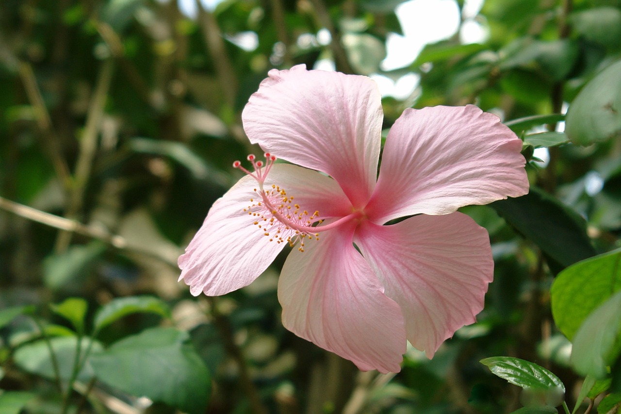 Gėlė, Hibiscus, Sabdariffa, Gamta, Augalas, Atogrąžų, Žiedlapis, Rožinis, Afrikos, Lapai