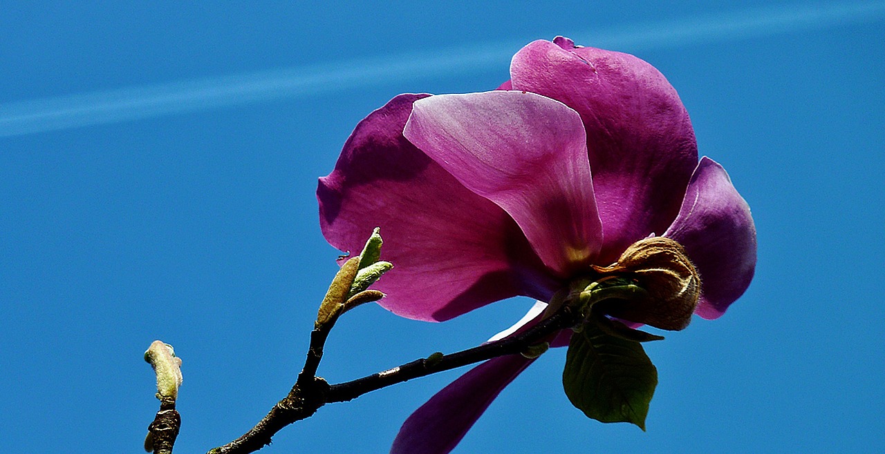 Gėlė, Žiedas, Žydėti, Ankstyvas Bloomer, Sodas, Magnolija, Pavasaris, Rožinis, Budas, Gamta