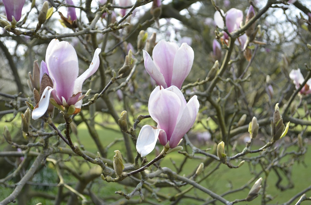 Gėlė, Magnolija, Rožinis, Žydėti, Augalas, Nemokamos Nuotraukos,  Nemokama Licenzija