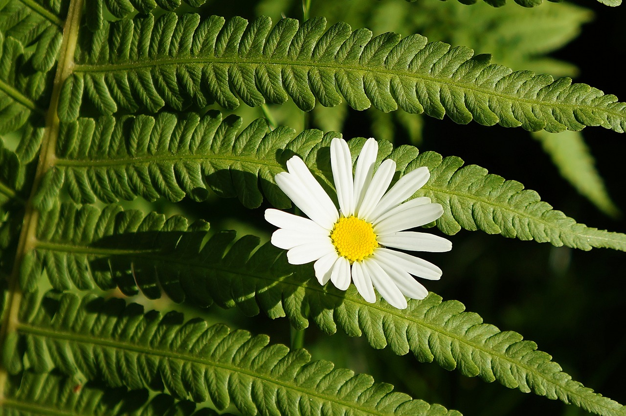 Gėlė, Gamta, Lapai, Papartis, Augalas, Nemokamos Nuotraukos,  Nemokama Licenzija