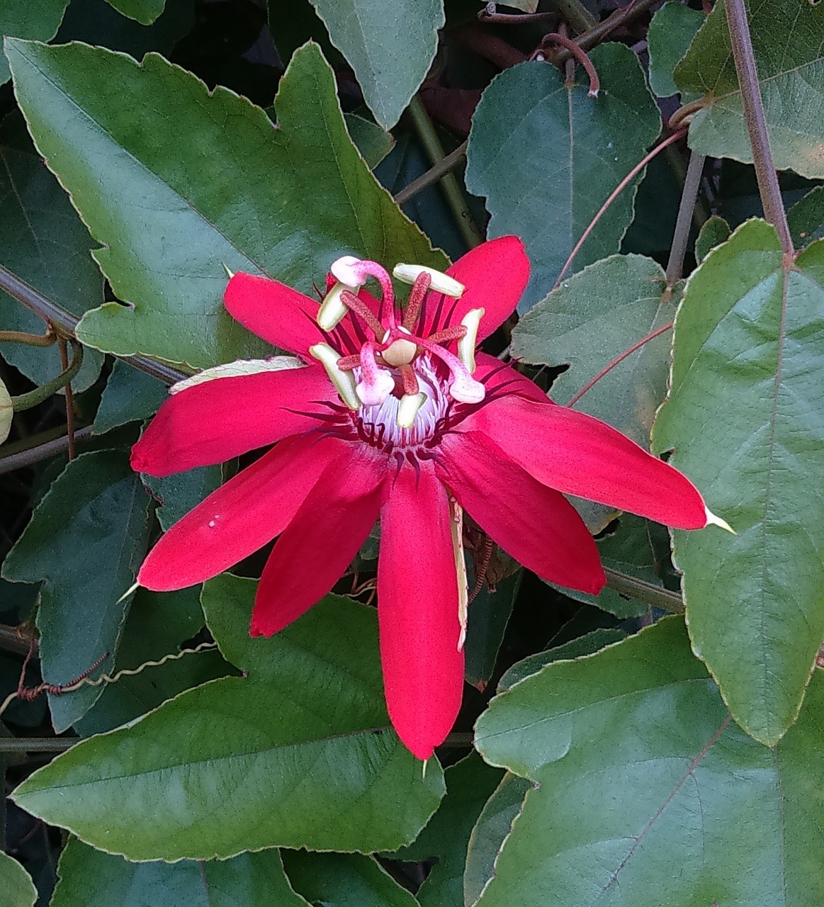 Gėlė, Raudona Aistra Gėlė, Passiflora Miniata, Raudona, Flora, Makro, Žydėti, Mangalore, Indija, Nemokamos Nuotraukos