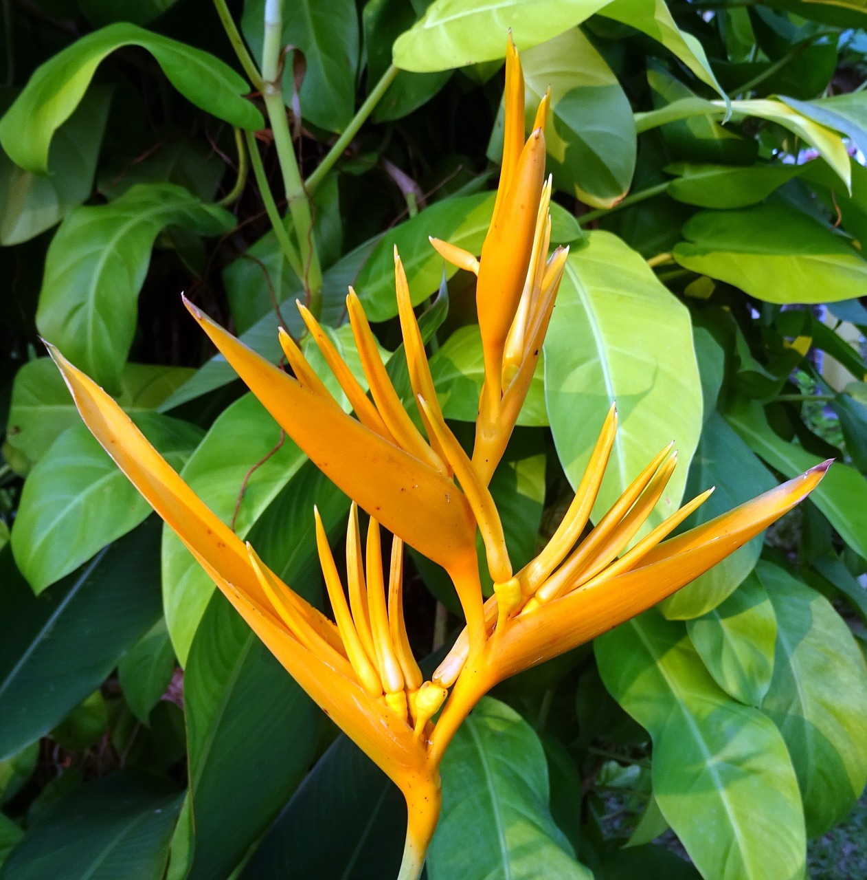 Gėlė, Heliconia, Heliconia Auksinis Deglas, Heliconia Psittacorum, Spathocircinata, Heliconiaceae, Mangalore, Indija, Nemokamos Nuotraukos,  Nemokama Licenzija