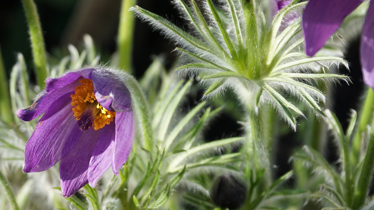 Gėlė, Anemonis, Frühjahrsblütler, Violetinė, Nemokamos Nuotraukos,  Nemokama Licenzija