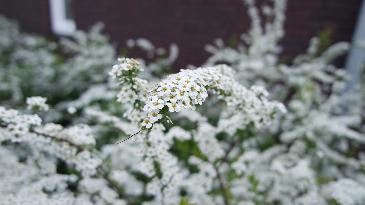 Gėlė, Balta, Gamta, Baltos Gėlės, Pavasaris, Nemokamos Nuotraukos,  Nemokama Licenzija