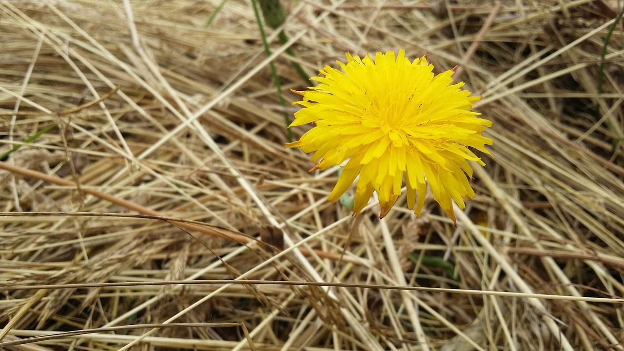 Gėlė, Sonchus Oleraceus, Pieva, Gamta, Augalas, Geltona, Makro, Nemokamos Nuotraukos,  Nemokama Licenzija