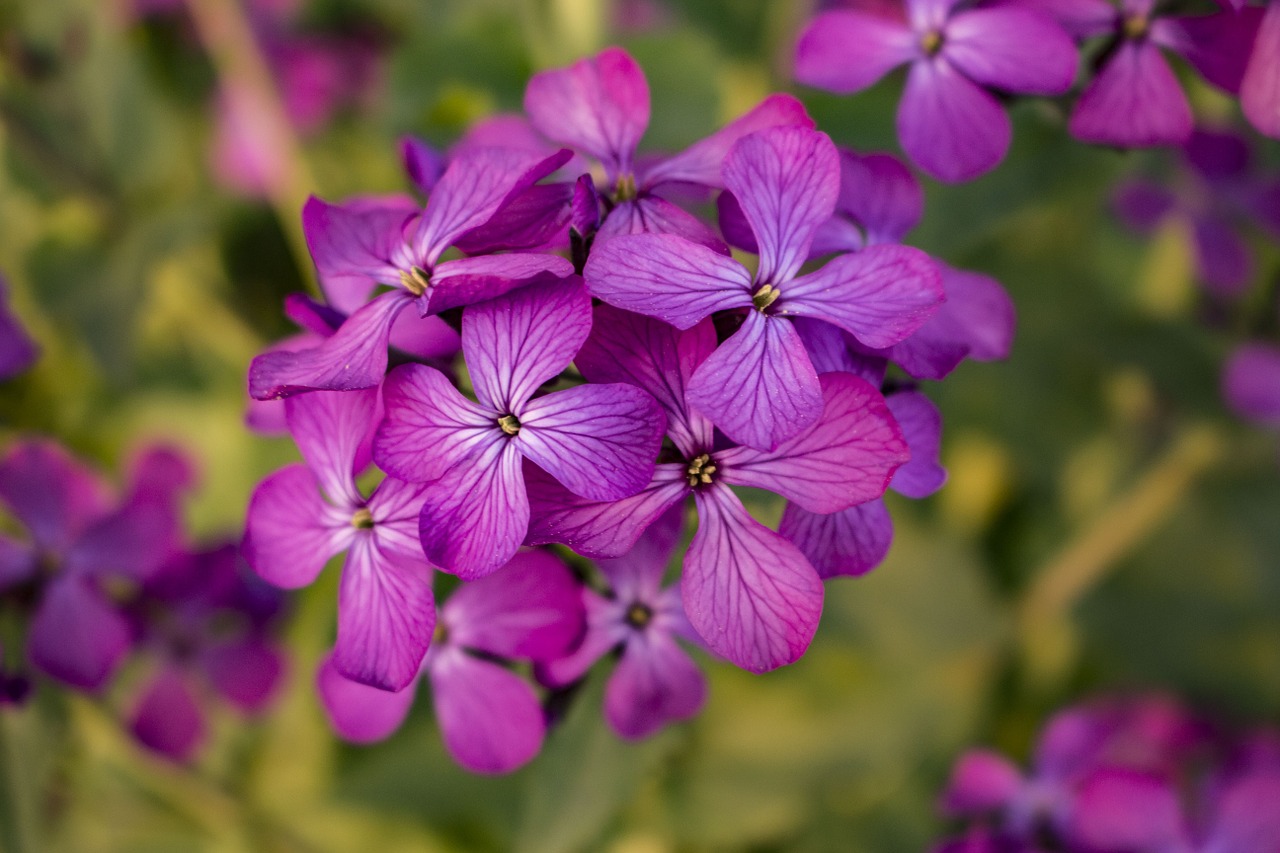 Gėlė, Violetinė, Pavasaris, Purpurinės Gėlės, Gamta, Žydėti, Gėlių, Sodas, Žalias, Spalva