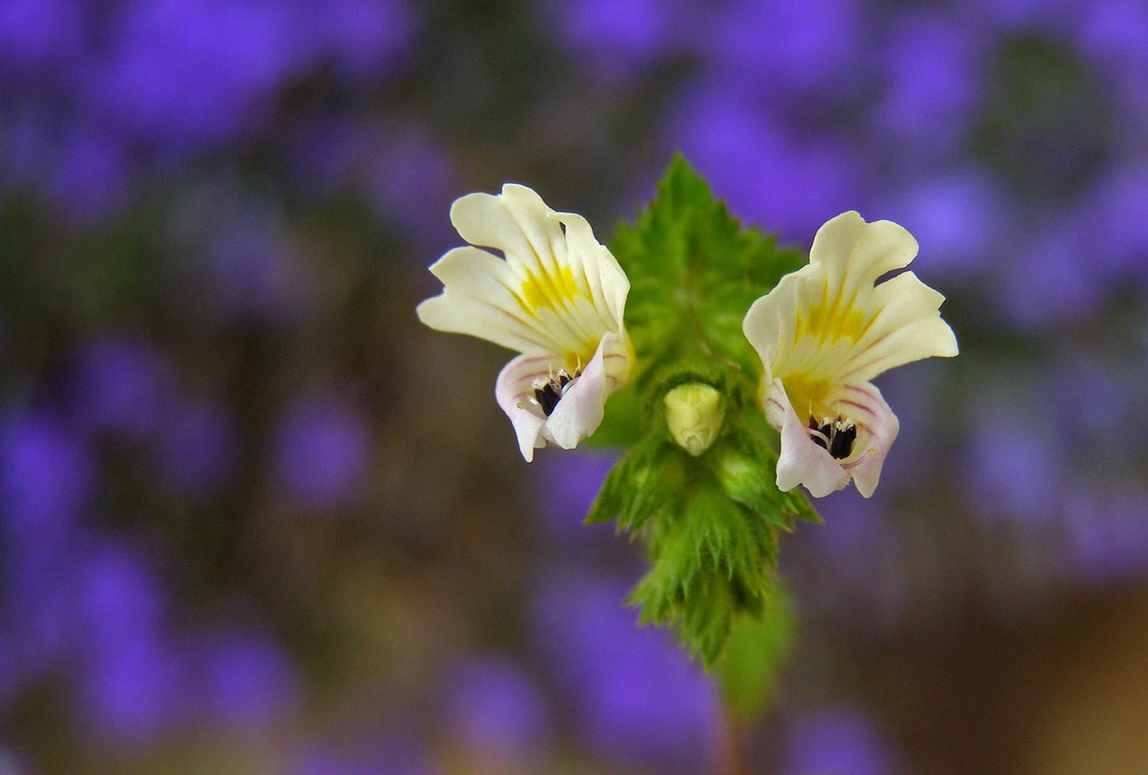 Gėlė, Balta, Stoglangis Pieva, Makro, Euphrasia Rostkoviana, Augalas Laukinis, Pieva, Vaistinis Augalas, Pavasaris, Vasara