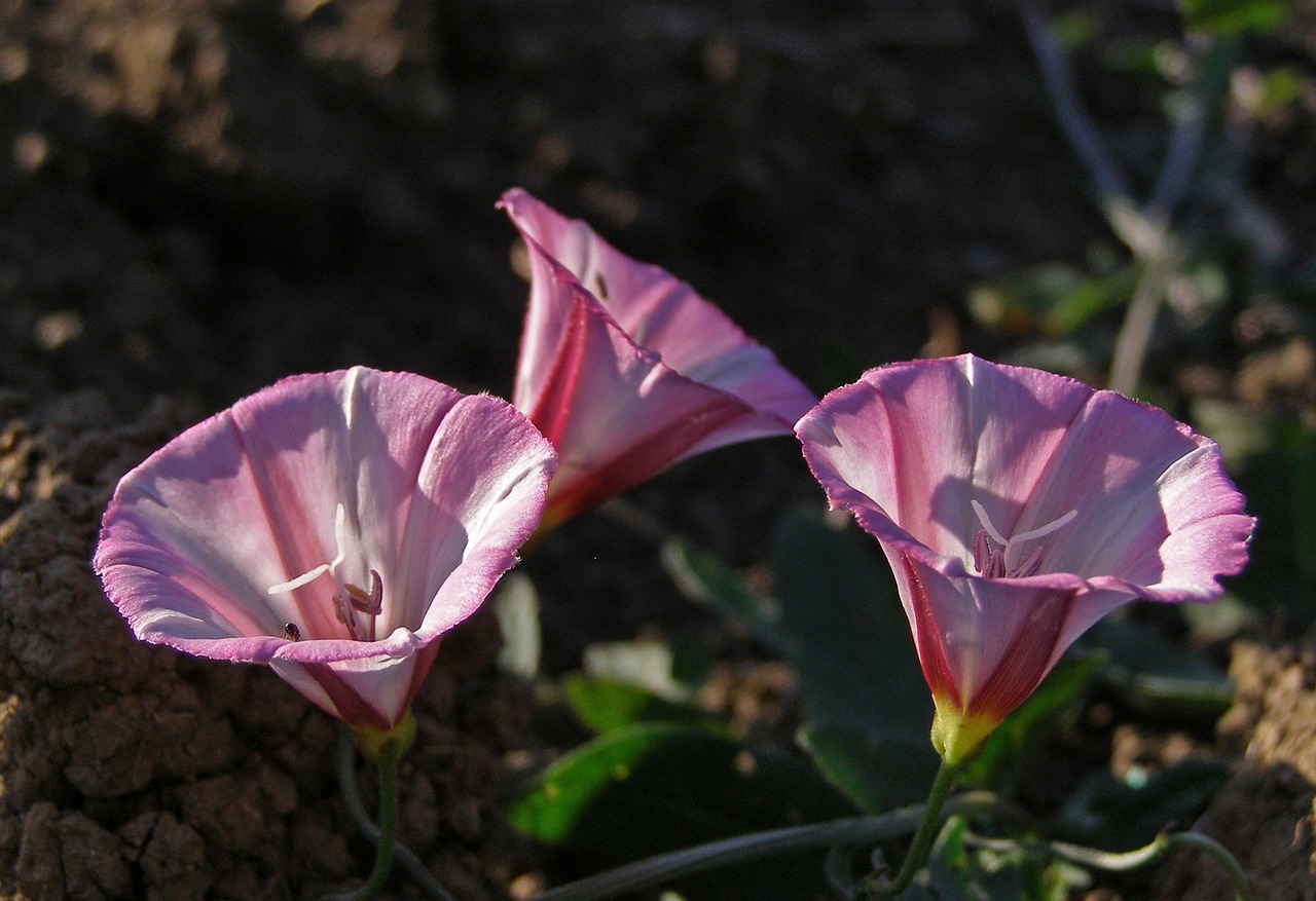 Gėlė, Rožinis, Lauko Juostos, Convolvulus Arvensis, Gėlių Laukas, Augalas Laukinis, Piktžolių, Makro, Pavasaris, Vasara