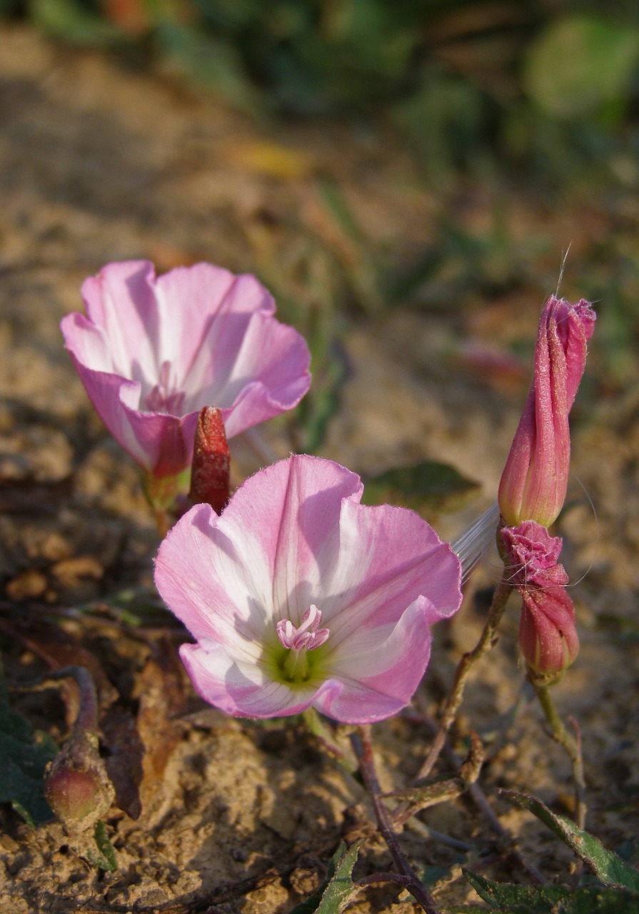 Gėlė, Rožinis, Lauko Juostos, Convolvulus Arvensis, Gėlių Laukas, Augalas Laukinis, Piktžolių, Makro, Pavasaris, Vasara