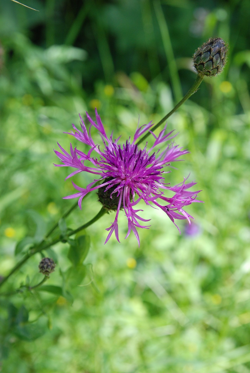 Gėlė, Violetinė, Gamta, Purpurinės Gėlės, Fleurs Des Champs, Nemokamos Nuotraukos,  Nemokama Licenzija