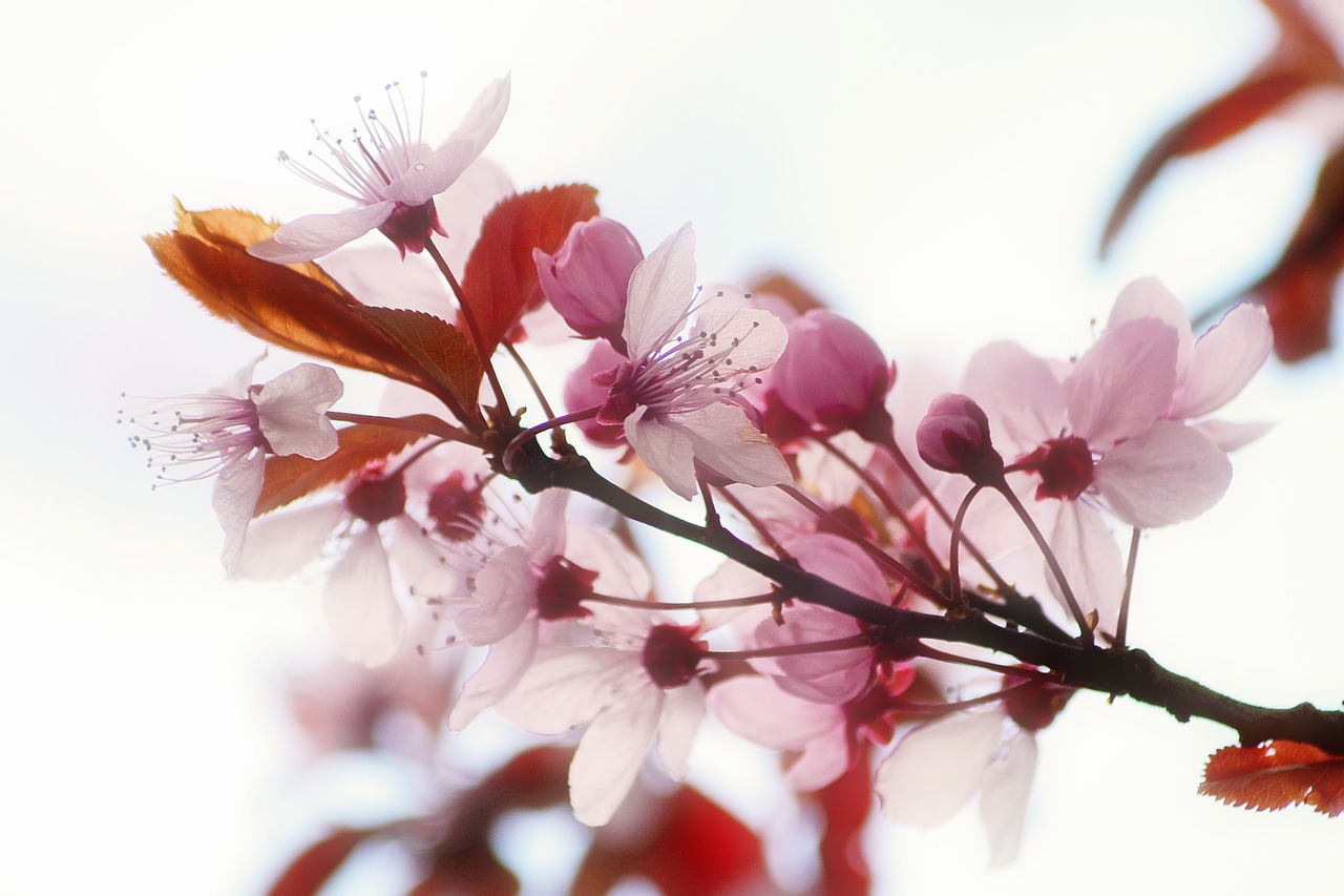 Gėlė, Žydi, Sodas, Prunus, Augalas, Pavasaris, Pavasario Gėlė, Gėlių Sodas, Žydėjimas, Rožinis