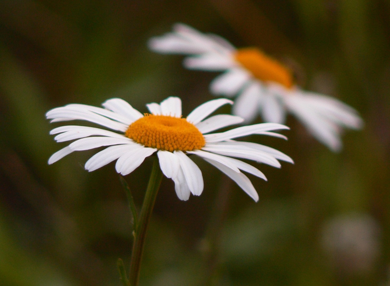 Gėlė, Daisy, Gėlių, Gamta, Žiedas, Balta, Žydėti, Vasara, Žiedlapis, Šviežias