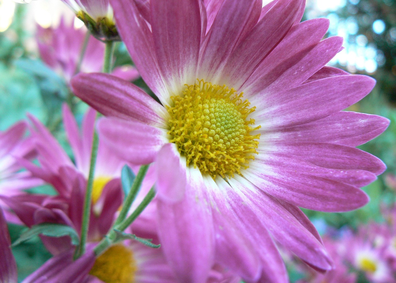 Gėlė, Daisy, Gėlių, Gamta, Žiedas, Pavasaris, Augalas, Žydėti, Sodas, Vasara