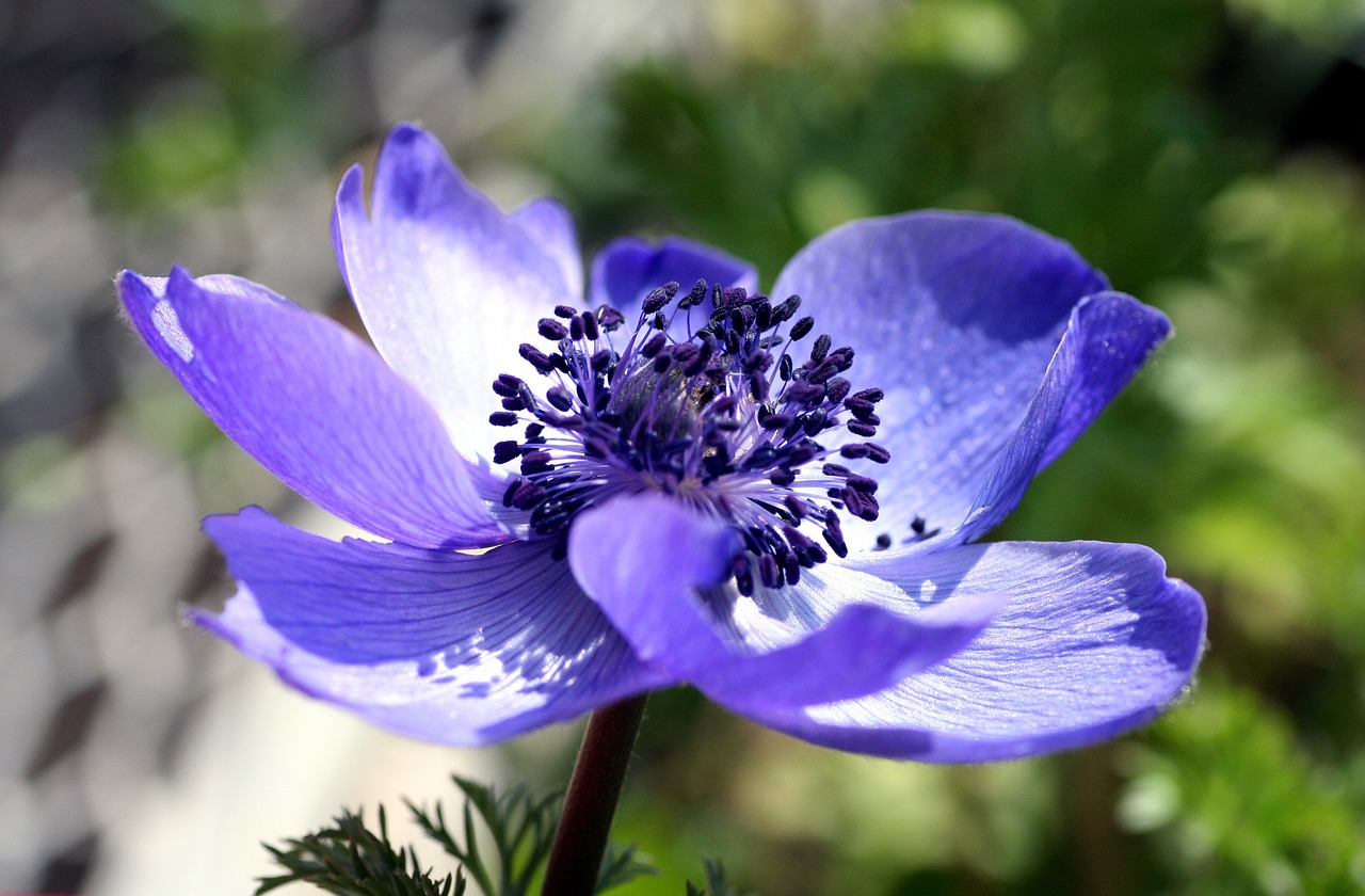 Gėlė, Makro, Gamta, Flora, Žiedlapis, Pistil, Nemokamos Nuotraukos,  Nemokama Licenzija