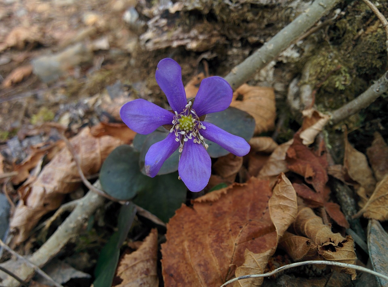 Gėlė, Purpurinė Gėlė, Gėlės, Žiedlapiai, Purpurinės Gėlės, Floret, Spalvingos Gėlės, Laukinė Gėlė, Makro, Nemokamos Nuotraukos