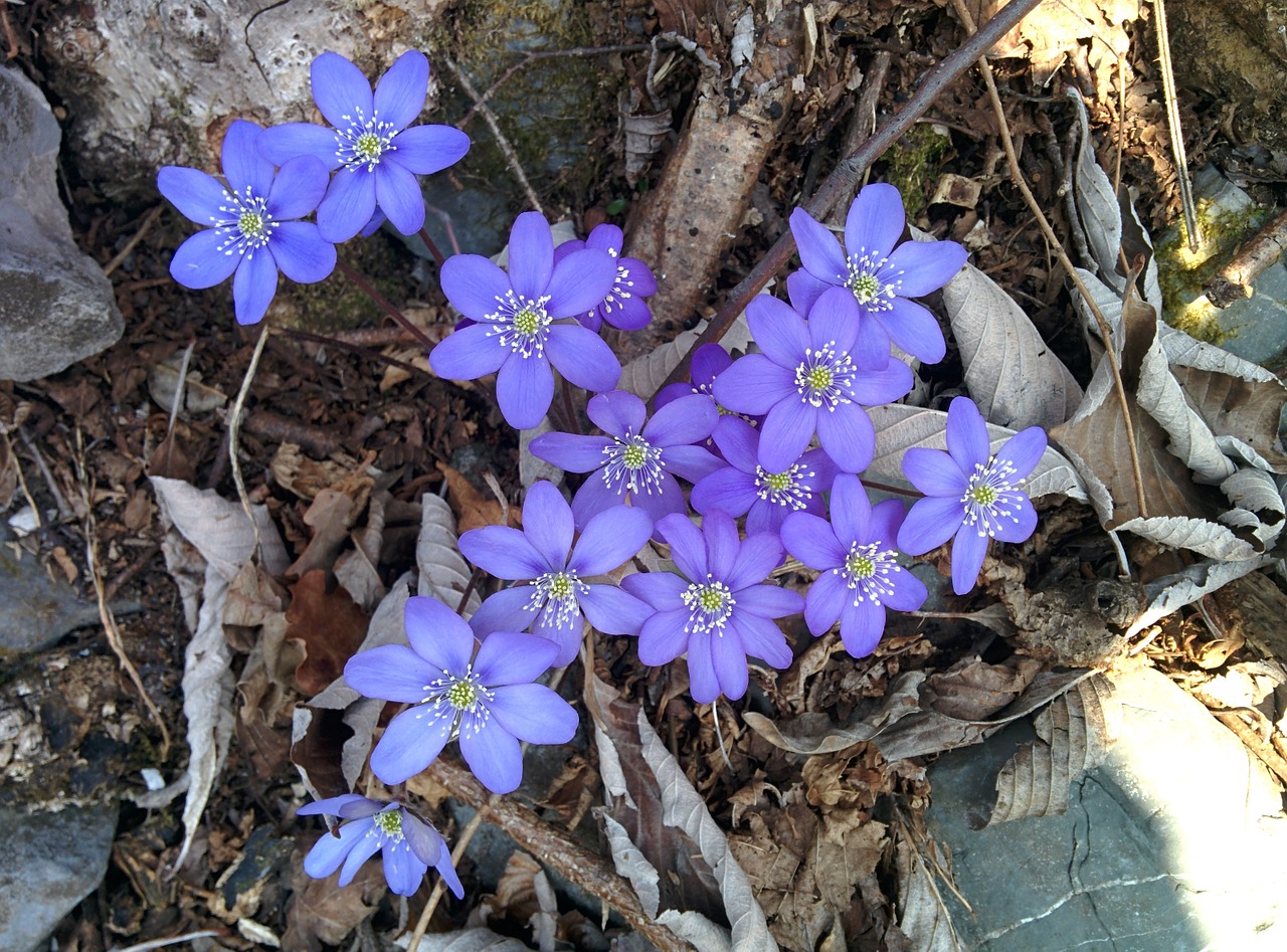 Gėlė, Purpurinė Gėlė, Gėlės, Purpurinės Gėlės, Violetinė, Žiedlapiai, Faye, Spalva Violetinė, Floret, Spalvingos Gėlės