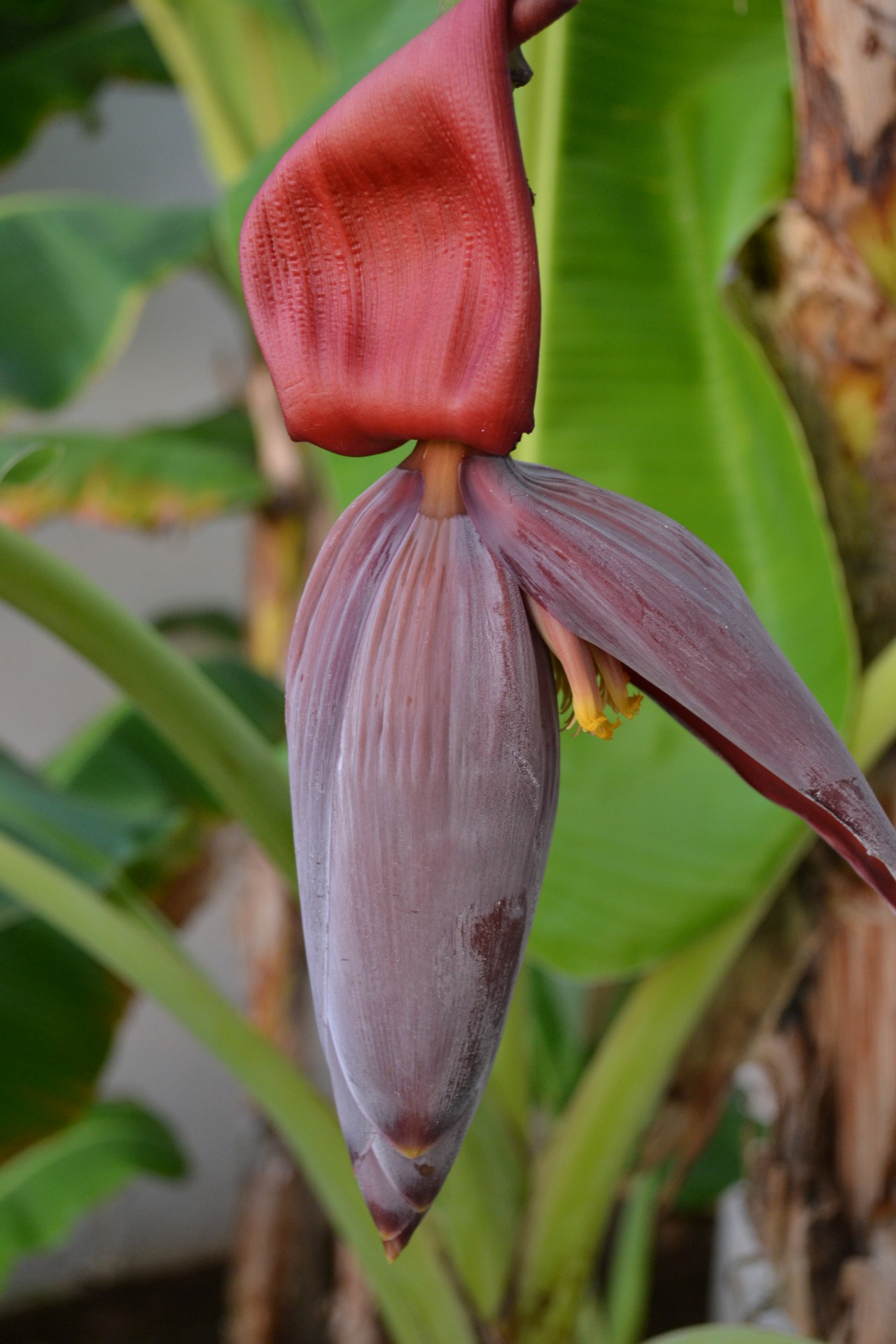 Gėlė & Nbsp,  Banana,  Violetinė & Nbsp,  Gėlė,  Gėlė,  Bananas,  Gėlė, Nemokamos Nuotraukos,  Nemokama Licenzija