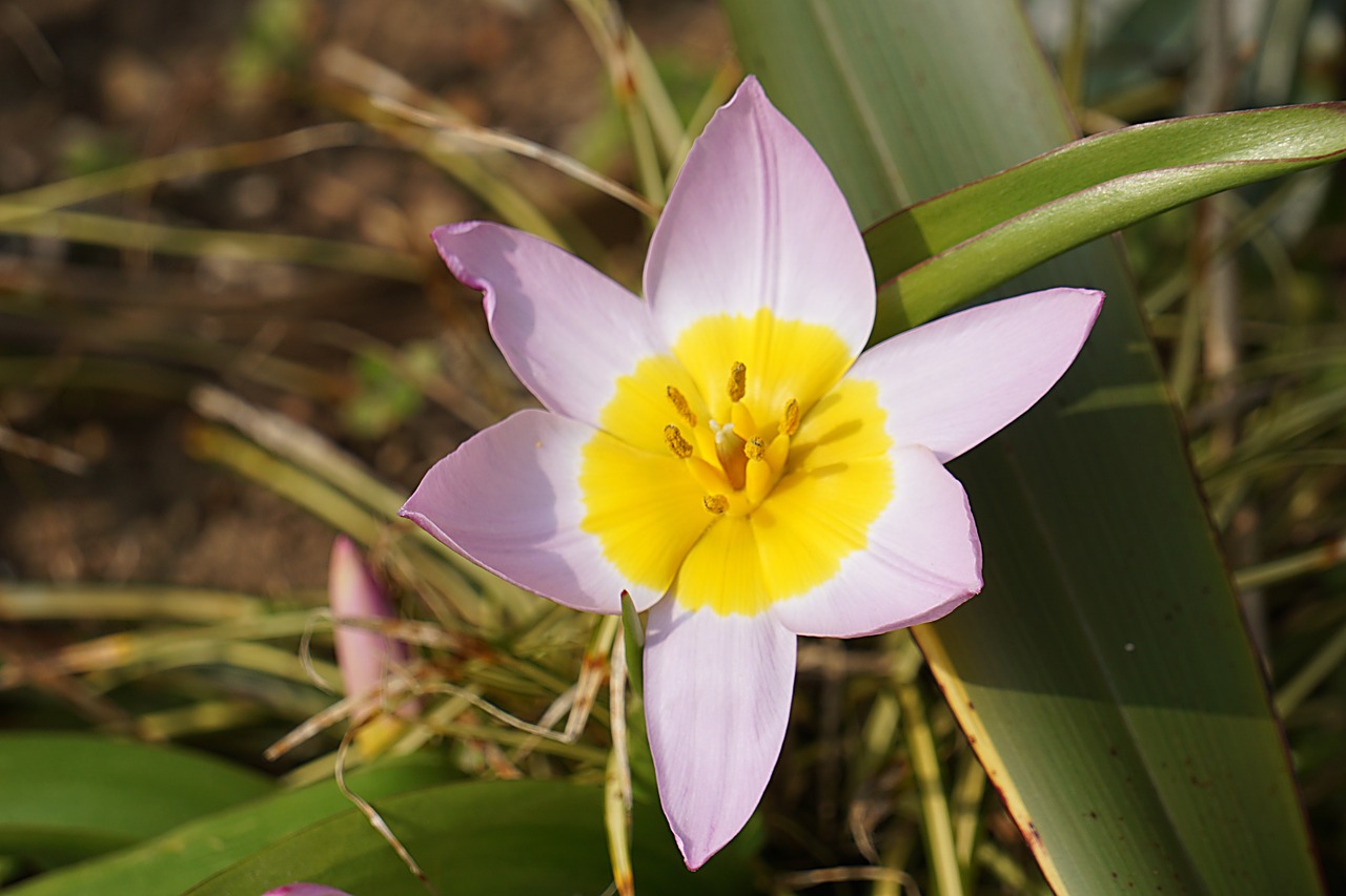 Gėlė, Anemonis, Sodas, Gamta, Augalas, Žiedlapiai, Žydėjimas, Flora, Botanika, Žydėjo