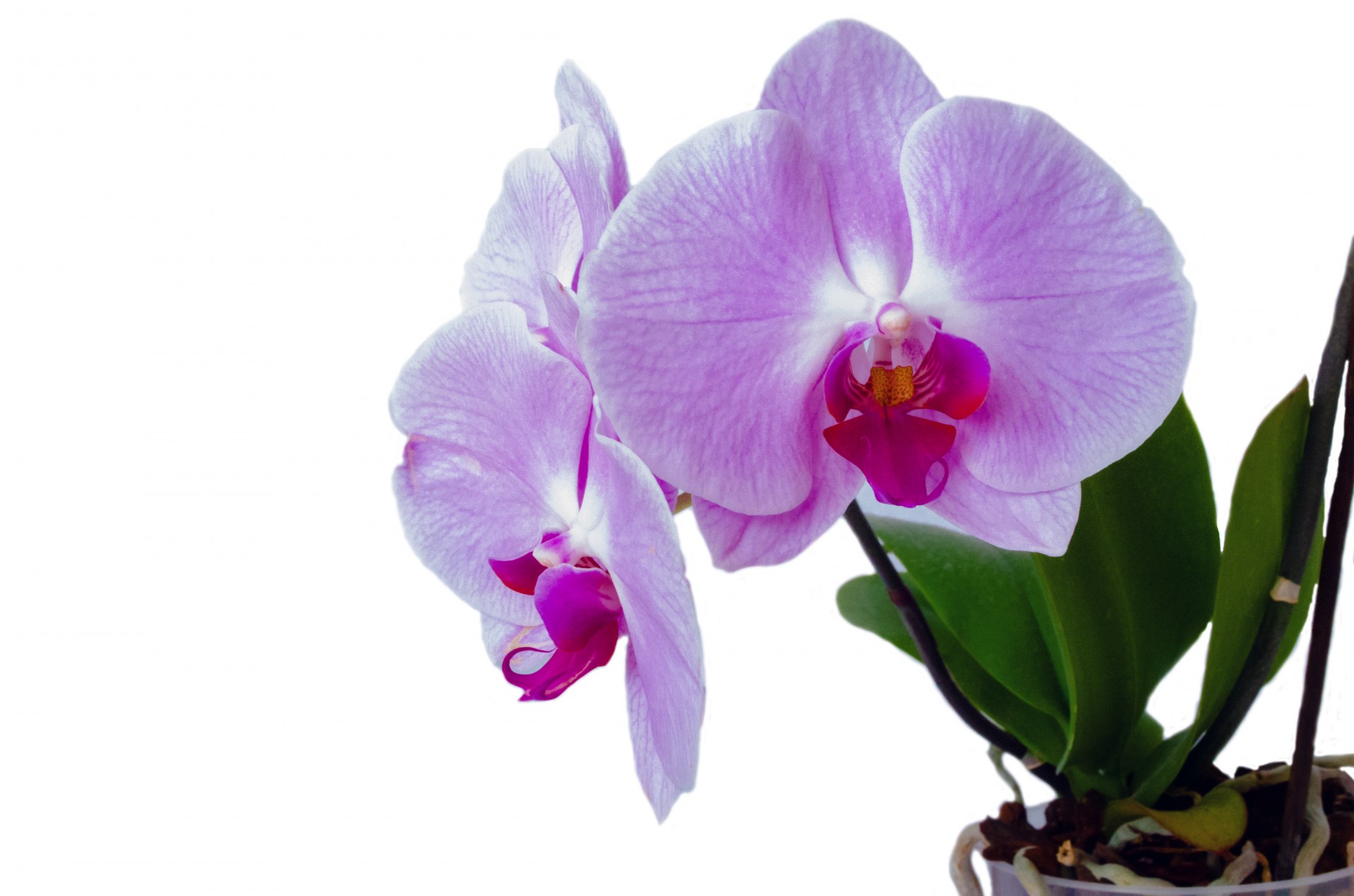 Orchidėja,  Gėlė,  Izoliuotas,  Apdaila,  Budas,  Atogrąžų,  Balta,  Pavasaris,  Jubiliejus,  Botanikos