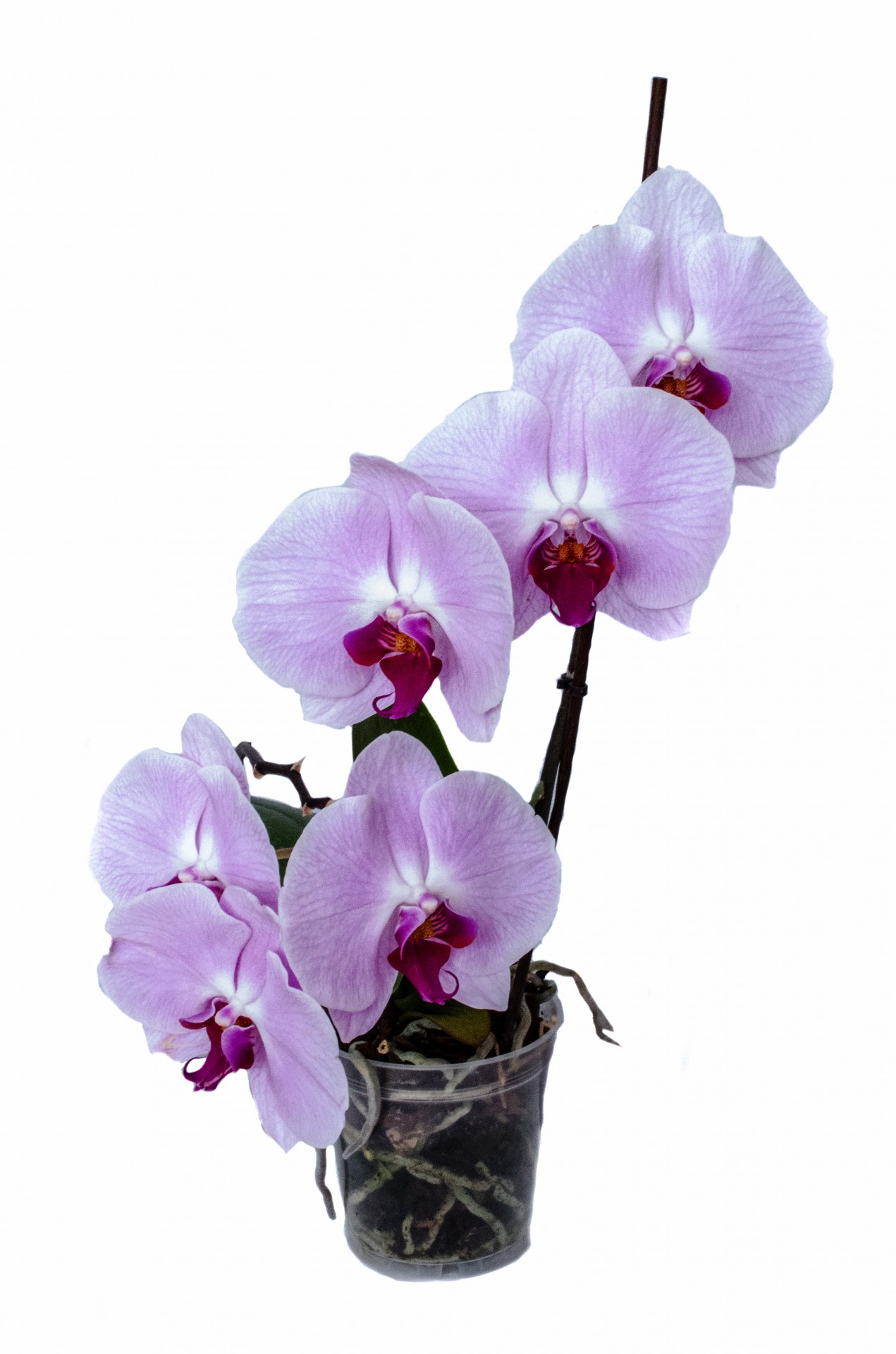 Orchidėja,  Gėlė,  Izoliuotas,  Apdaila,  Budas,  Atogrąžų,  Balta,  Botanikos,  Žiedas,  Žydėti