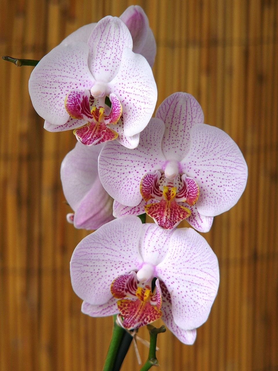 Orchidėjos, Gėlė, Lazdelė, Trys, Gamta, Ryškiai Spalvos, Žiedlapiai, Botanika, Pavasaris, Nemokamos Nuotraukos