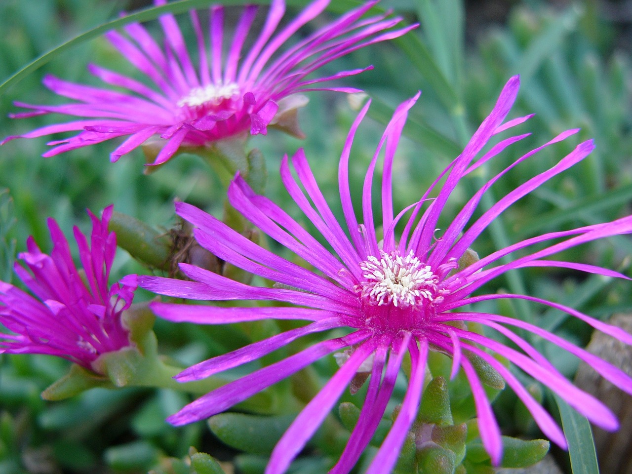 Gėlė, Violetinė, Vasara, Gamta, Purpurinės Gėlės, Žalias, Žiedlapiai, Nemokamos Nuotraukos,  Nemokama Licenzija