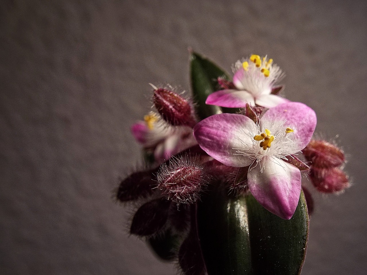 Tradescantia, Rožinis, Gėlė, Kambario Gėlė, Makro, Nemokamos Nuotraukos,  Nemokama Licenzija