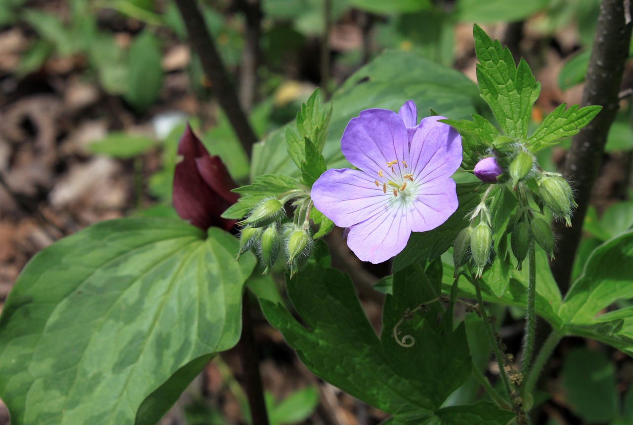 Gėlė, Laukiniai, Wildflower, Violetinė, Gimtoji, Gamta, Miškai, Daugiametis, Miškas, Periwinkle