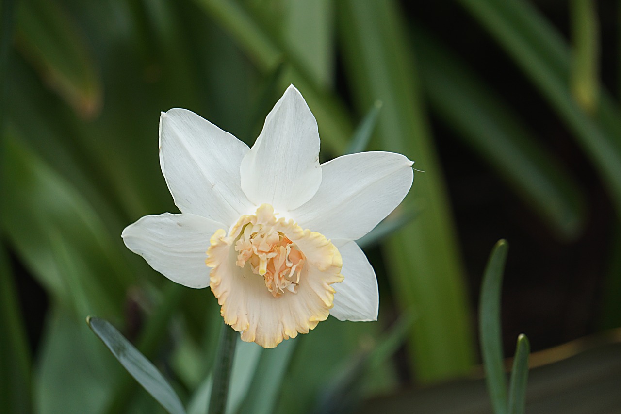 Gėlė, Daffodil, Balta, Flora, Žydėjimas, Botanika, Sodas, Pavasaris, Žiedlapis, Augalas