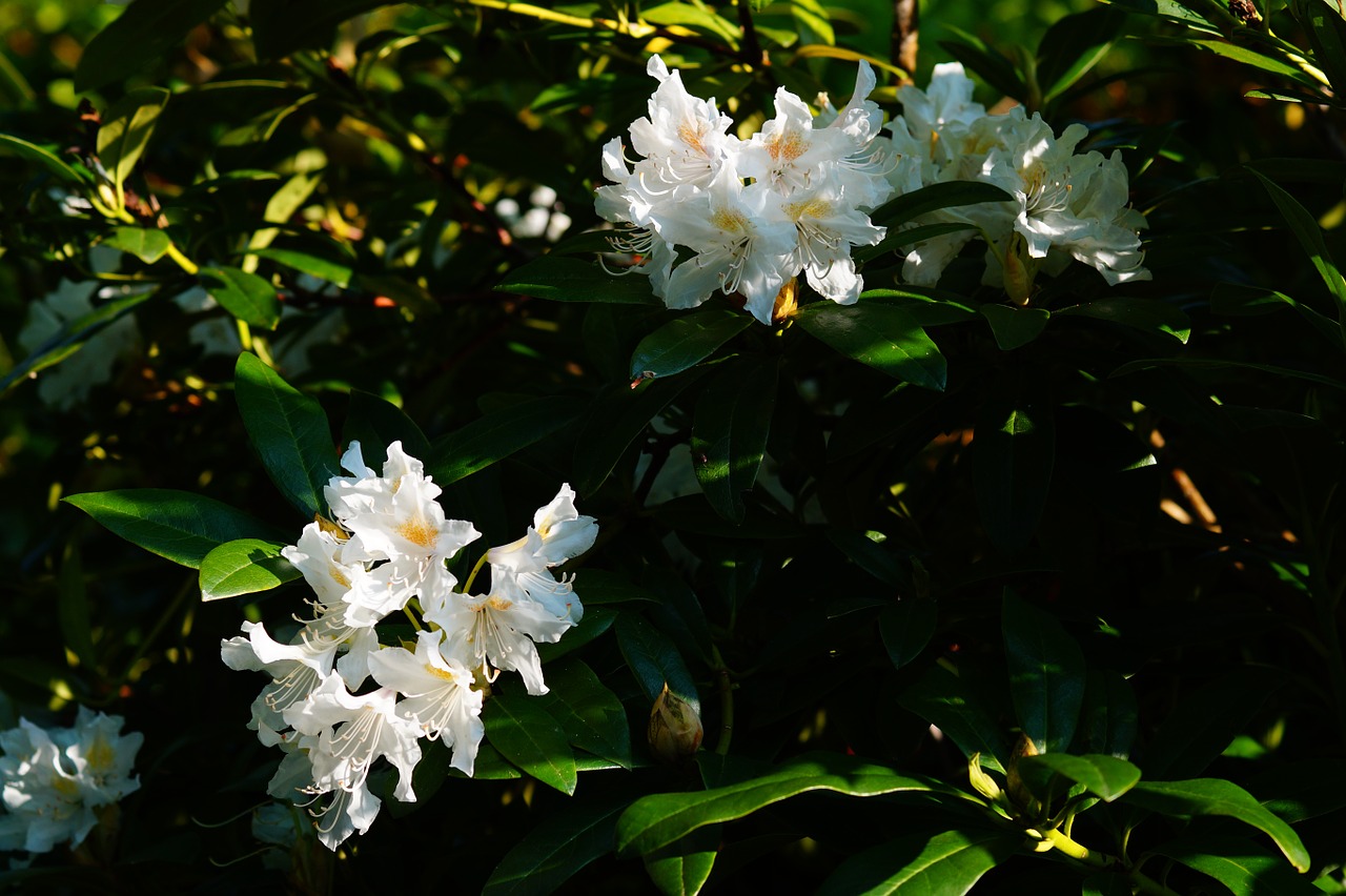 Gėlė, Gėlės, Rododendrai, Gamta, Augalas, Pavasaris, Filigranas, Baltos Gėlės, Šviesus, Nuotaika