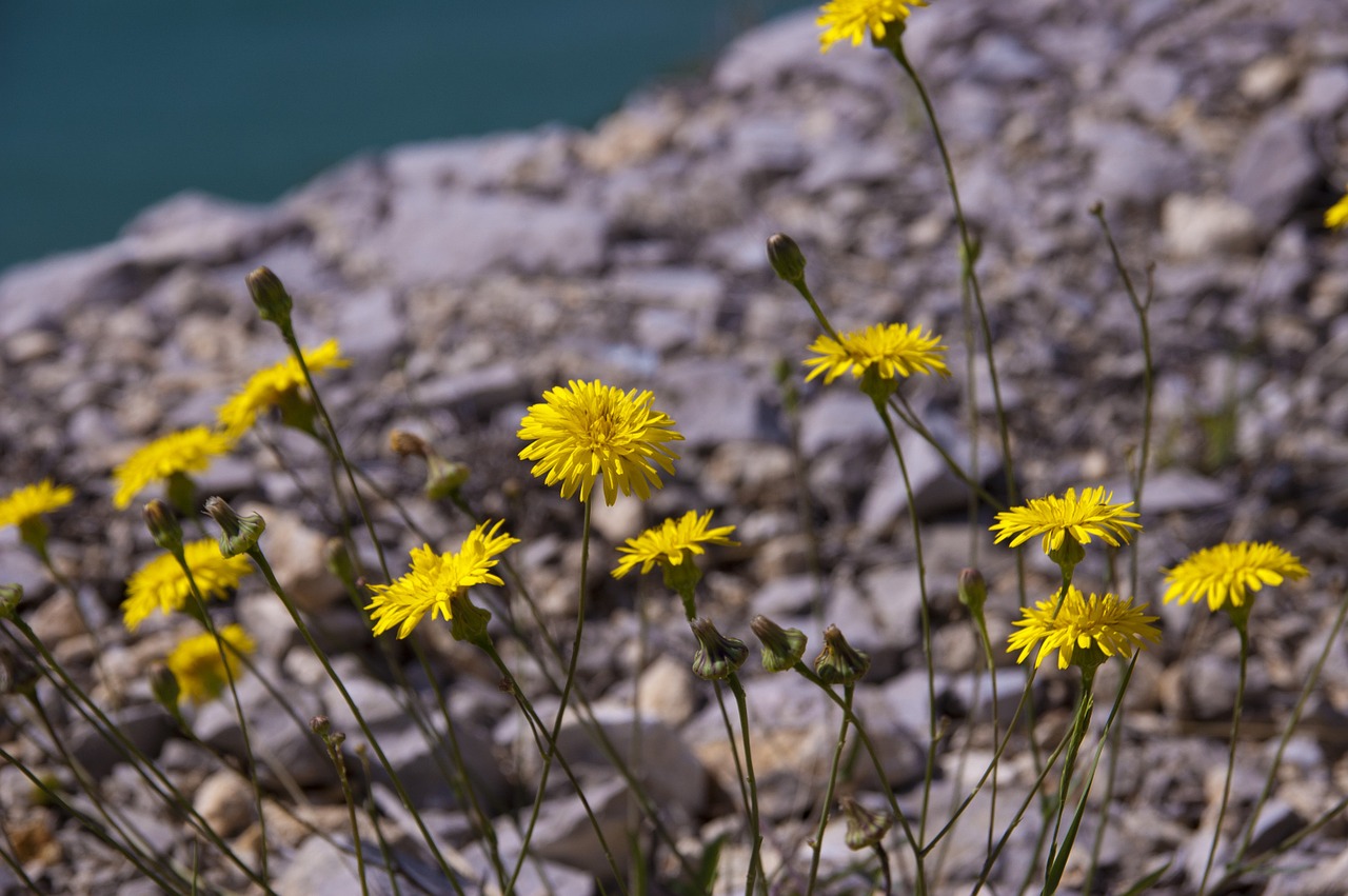 Gėlė, Žiedas, Gamta, Pavasaris, Flora, Žydi, Nemokamos Nuotraukos,  Nemokama Licenzija