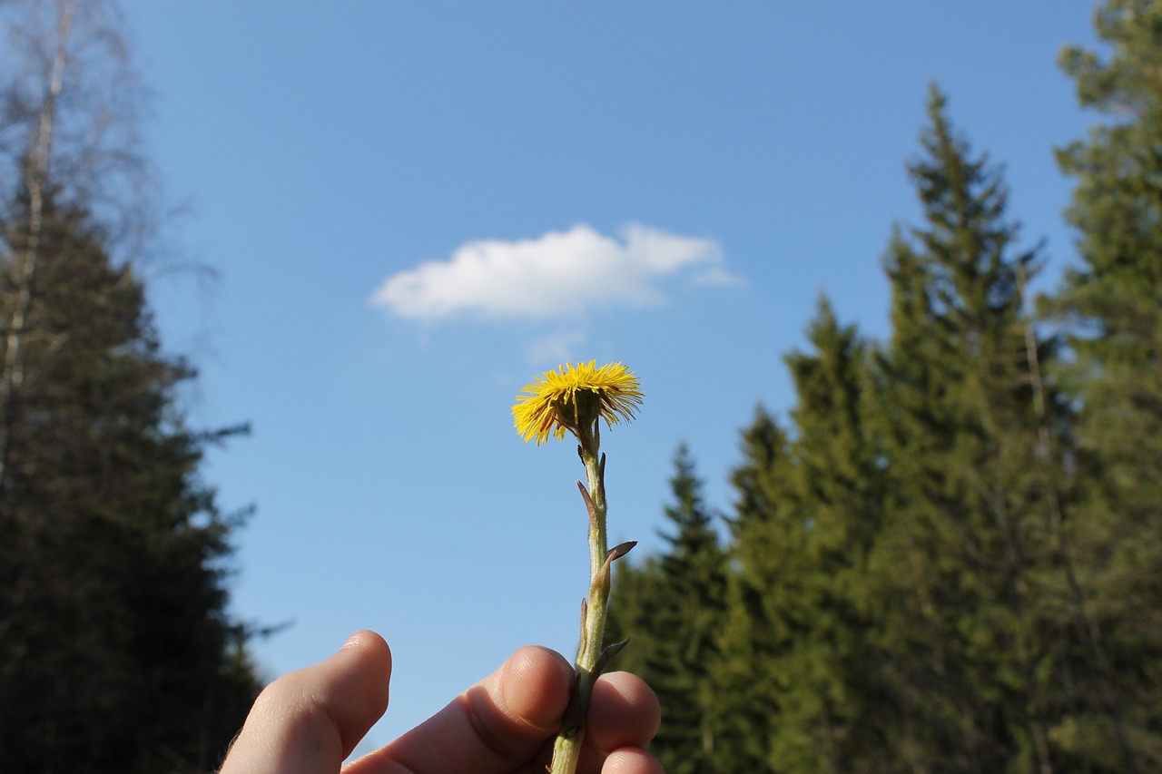 Gėlė, Debesis, Himmel, Medis, Pavasaris, Žalias, Švedija, Dangaus Mėlynumo, Nemokamos Nuotraukos,  Nemokama Licenzija