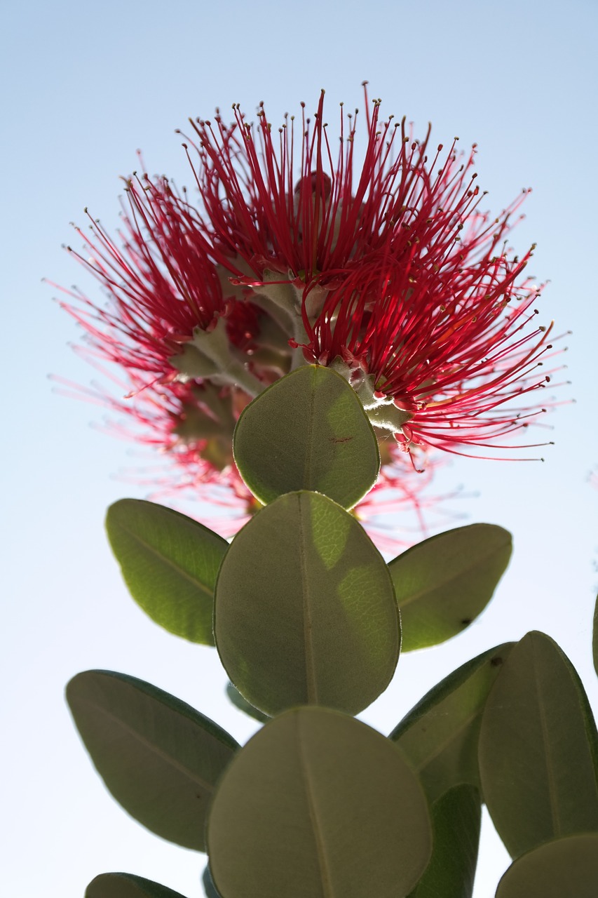 Žiedas, Žydėti, Raudona, Gėlės, Geležies Medis, Kalėdos, Metrosideros Excelsa, Metrosideros Tomentosa, Mirto Augalas, Myrtaceae