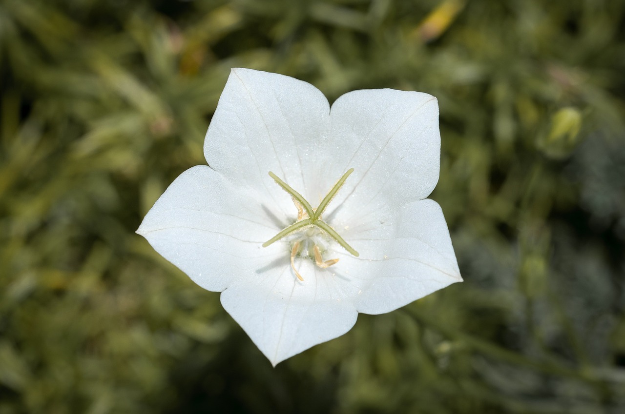 Gėlė, Balta, Balta Gėlė, Žiedas, Žydėti, Baltos Gėlės, Sodas, Gamta, Flora, Uždaryti