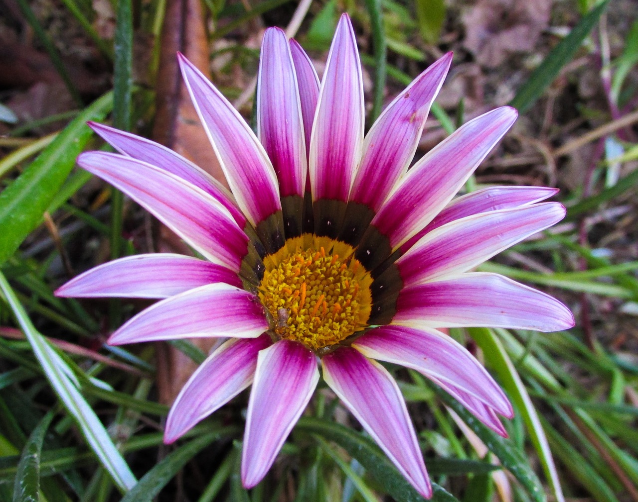 Gazania, Gėlė, Rožinis, Spalvinga, Pavasaris, Sodas, Žiedlapiai, Flora, Žiedas, Nemokamos Nuotraukos