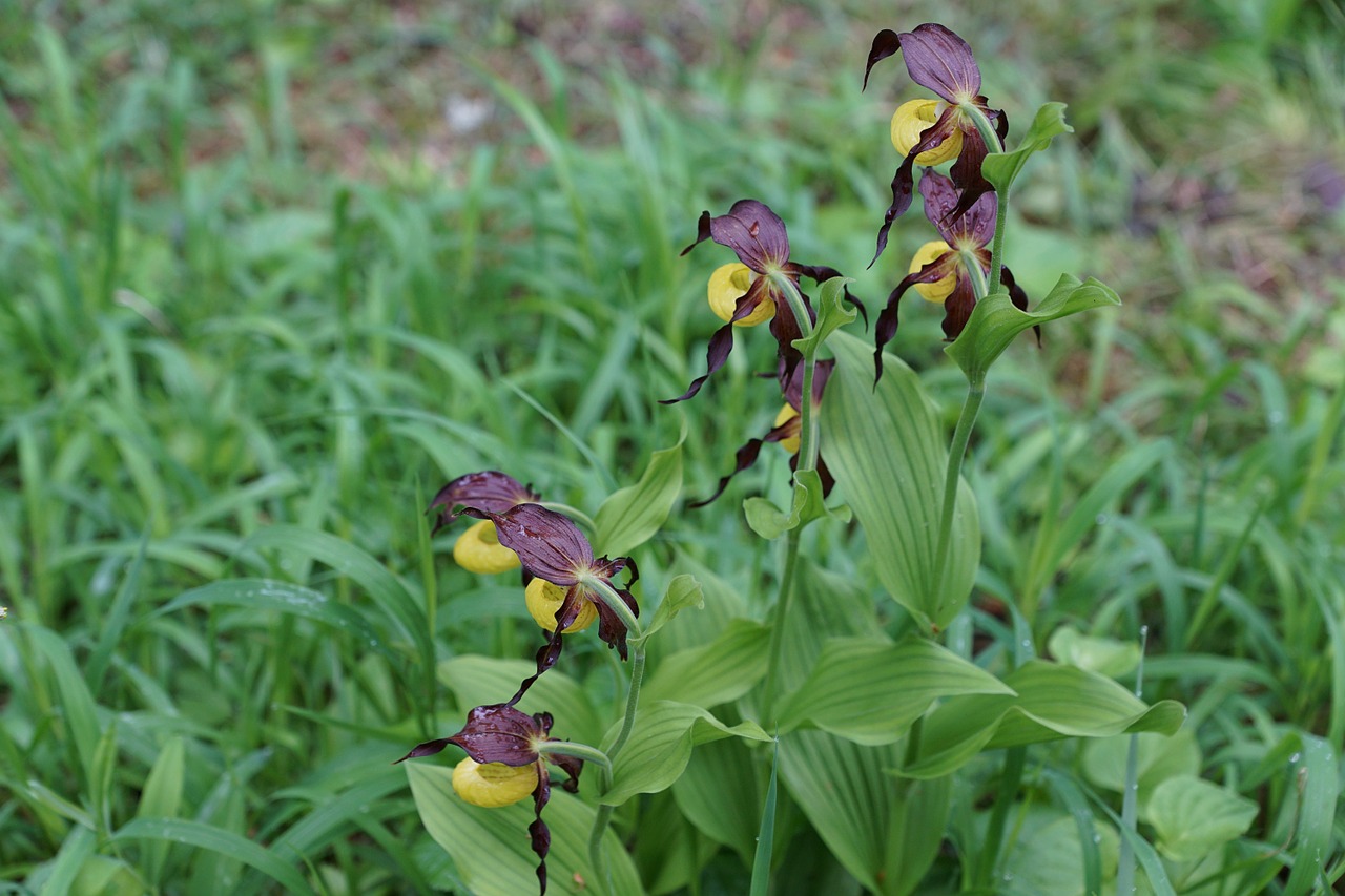 Gėlė, Orchidėja, Frauenschuh, Žiedas, Žydėti, Hattingen, Tuttlingen, Gamta, Batai, Pavasaris