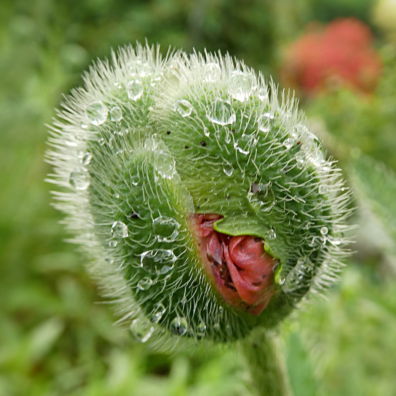 Gėlė, Aguona, Papaver Rhoeas, Klatschmohn, Budas, Pavasaris, Nemokamos Nuotraukos,  Nemokama Licenzija