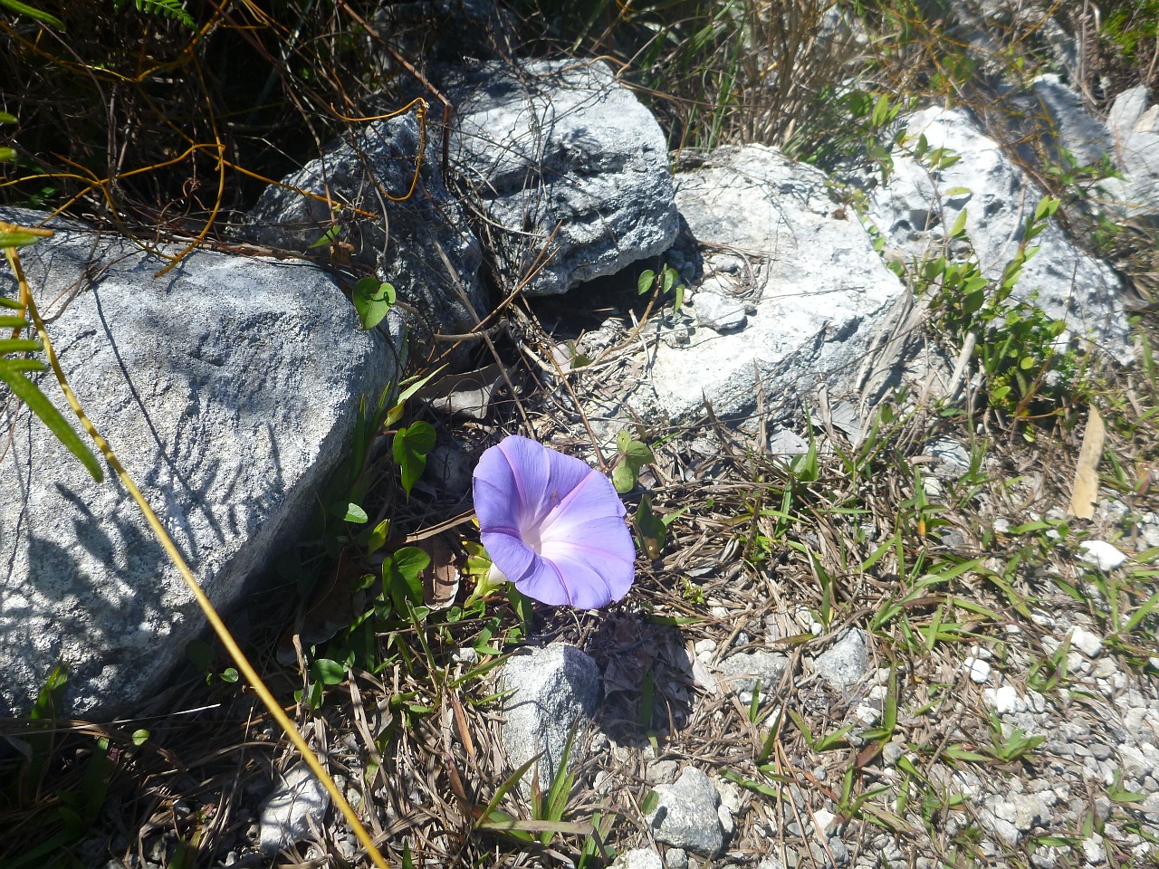 Gėlė, Gamta, Pavasaris, Gėlių, Sodas, Flora, Žydėti, Šviežias, Pieva, Žiedlapis