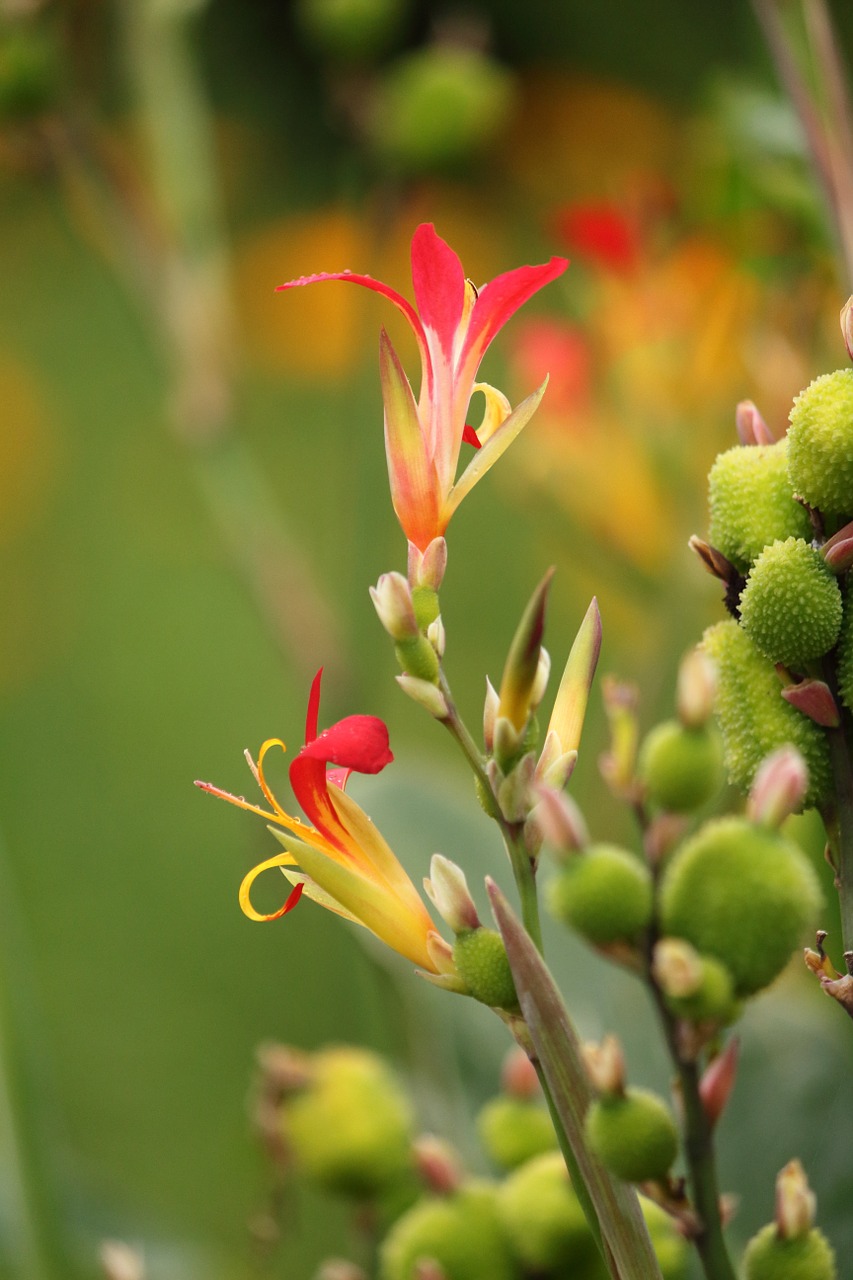 Gėlė, Canna Indica, Canna Lilly, Indijos Šaudyti Gėlė, Žydėti, Žydi, Žiedas, Dekoratyvinis, Sodas, Gėlių