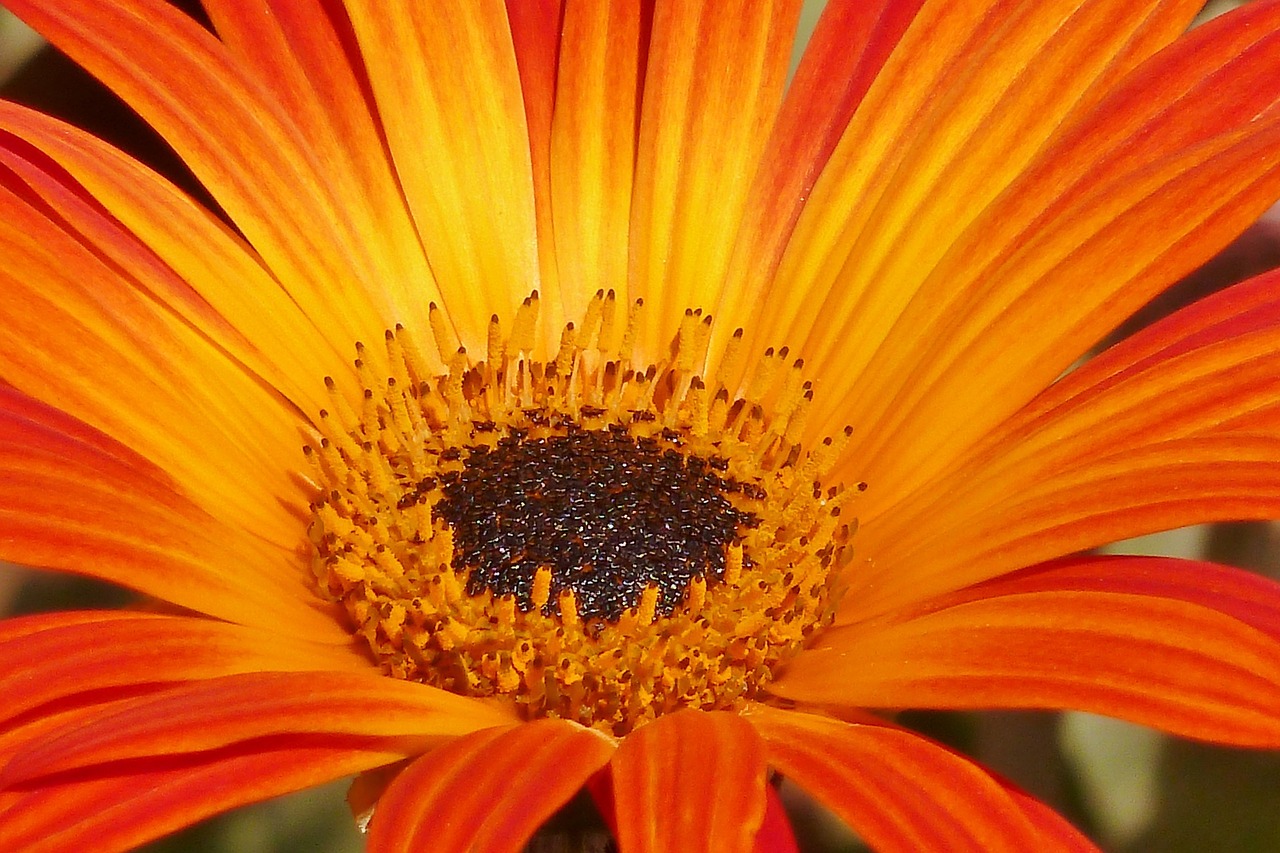 Oranžinė, Gėlė, Daisy, Gamta, Natūralus, Botanikos, Flora, Pavasaris, Nemokamos Nuotraukos,  Nemokama Licenzija